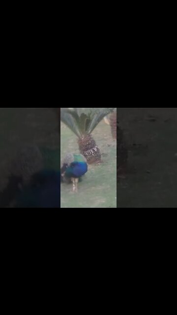 no parque barueri 8 #shorts