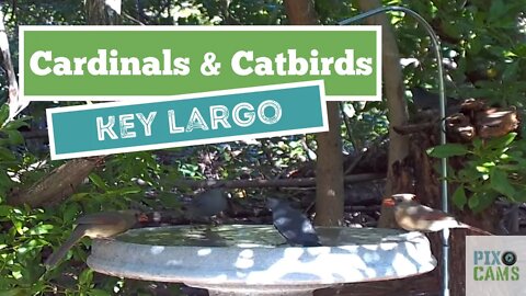 Cardinals & Catbirds