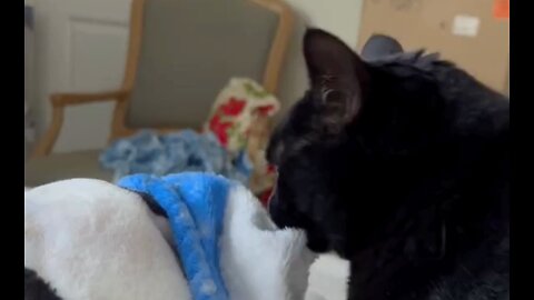 Adopting a Cat from a Shelter Vlog - Cute Precious Piper is Relaxing #shorts