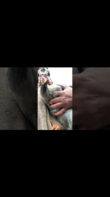 Betty the guinea fowl with a sore leg