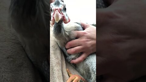 Betty the guinea fowl with a sore leg