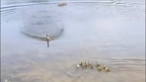 Mother Duck Immediately Adopts Orphaned Ducklings - HaloRock