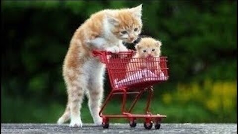 😍 Cute Cats and Funny Dogs Videos Compilation 2021 😍