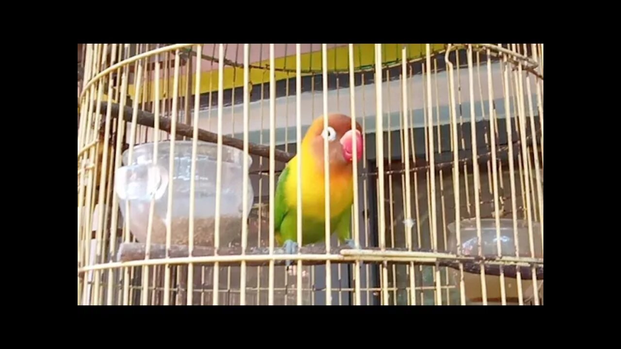 Lovebirds Chattering