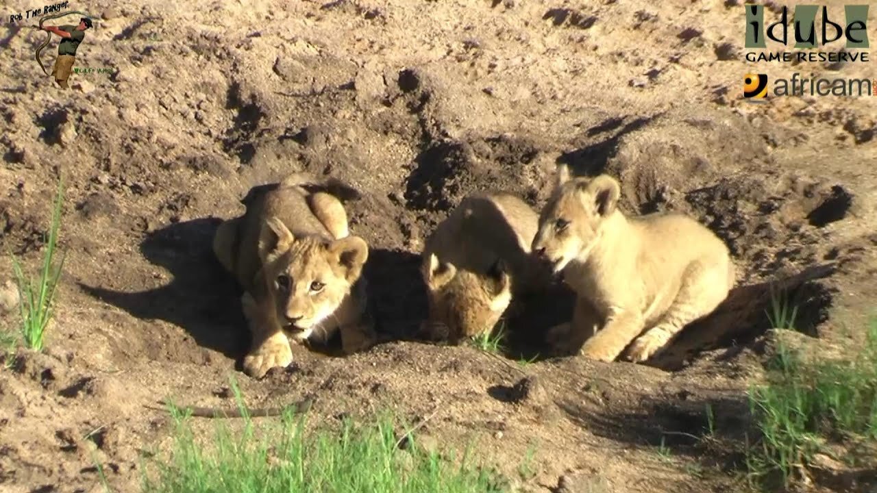 LIONS: Following The Pride 9: Playing In The Sand