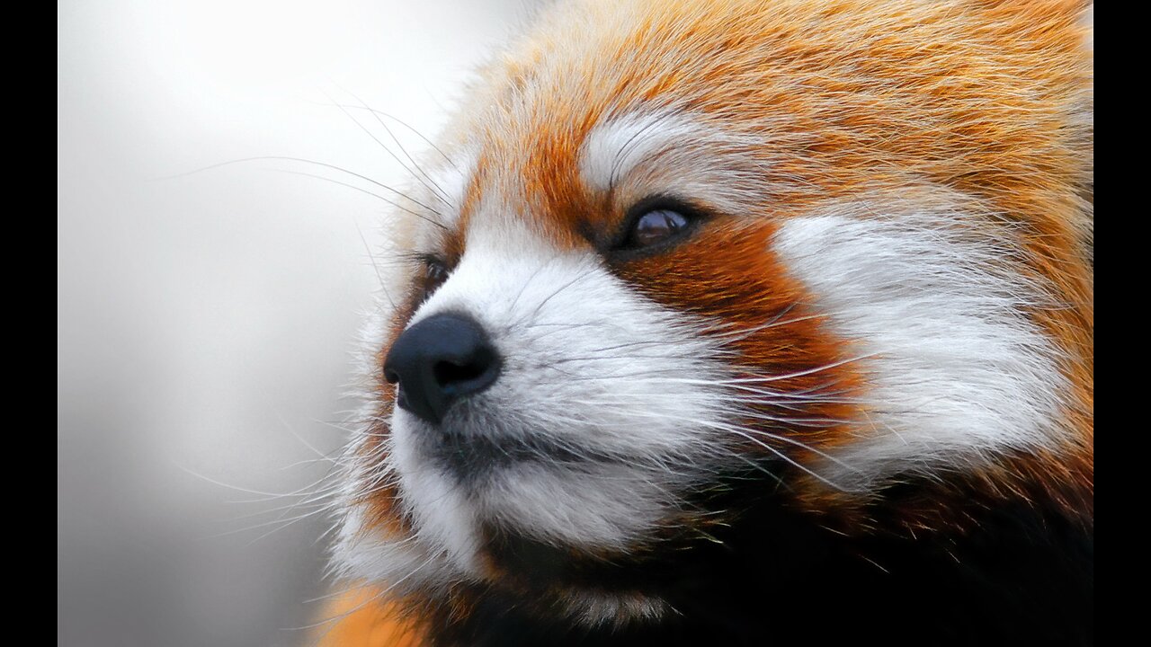 CrEvo Rant 181 - So ya think yer a chimp