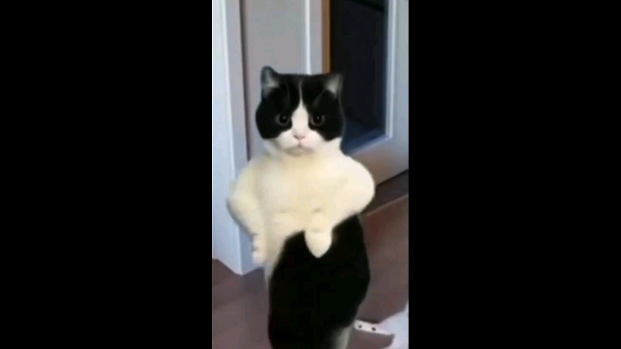 dancing cat