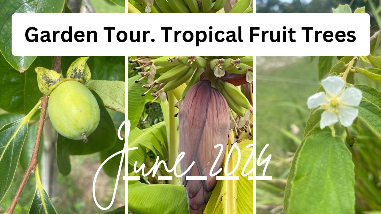 Tropical fruit tress in our garden.