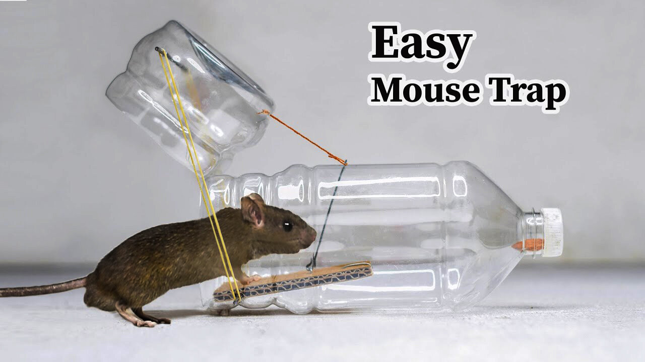 water bottle mousetrap
