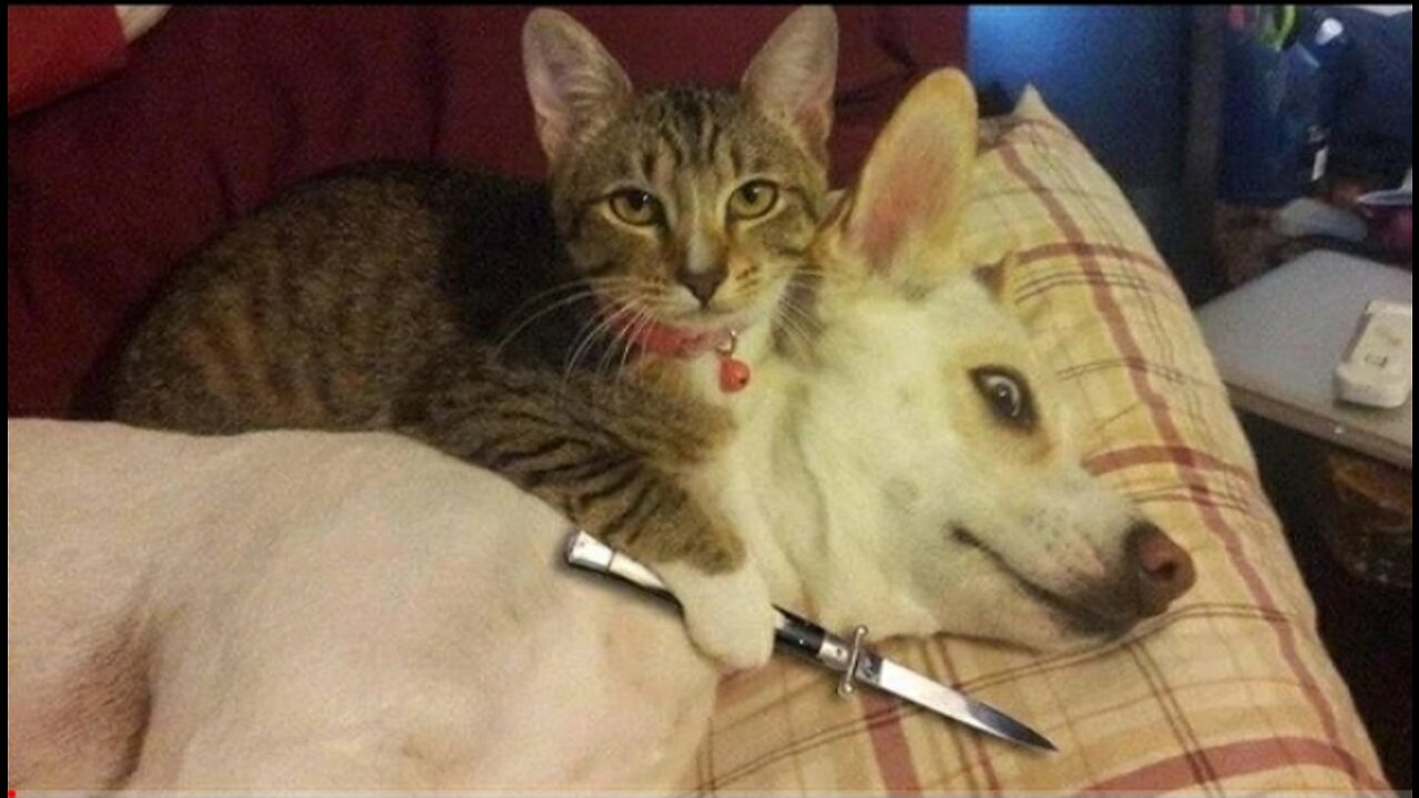 Funny_Animal_Dog&Cat's Videos #2022 Part=09