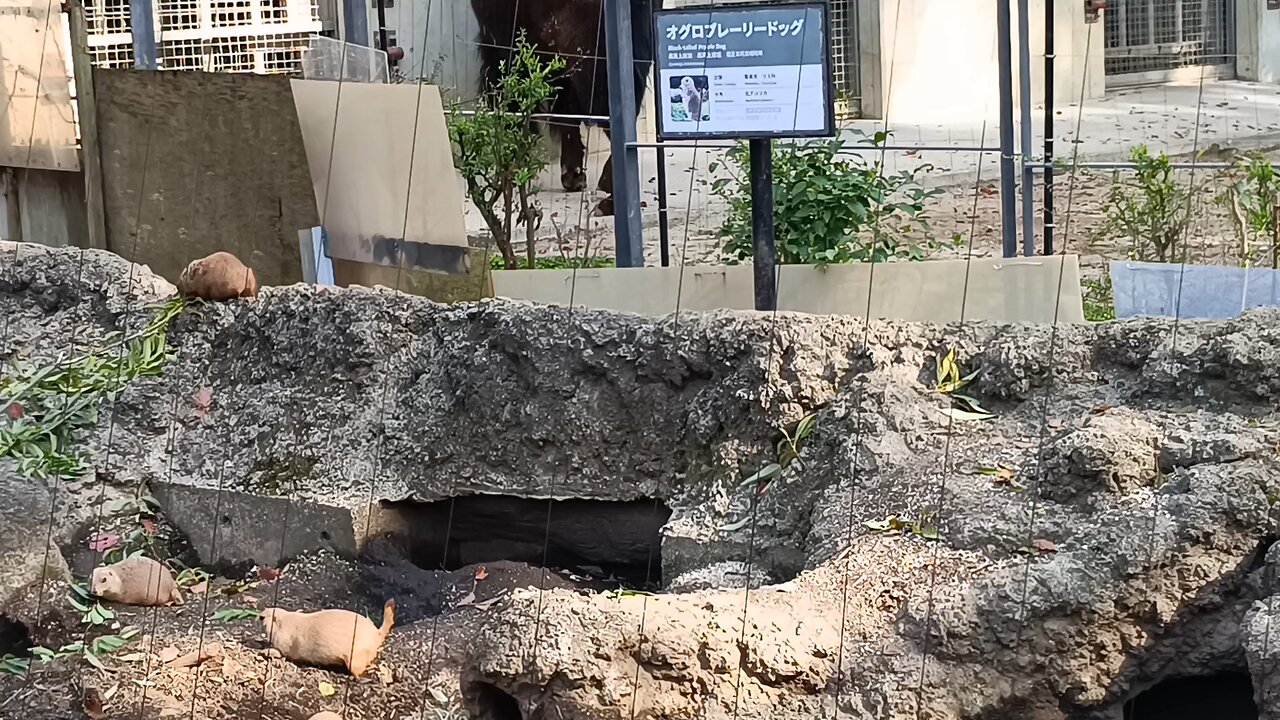 Prairie Dogs in Ueno Park Zoo