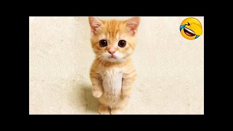 Best Funny Animal Videos Of The 2022 🤣 - Funniest Cats And Dogs Videos 😺😍