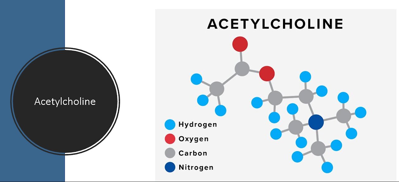 Acetylcholine - Know your neurotransmitter - Holistic healing