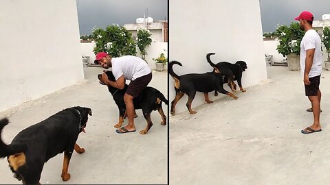 Rottweiler is best guard Dog with naughty activities || Mr.Bolt