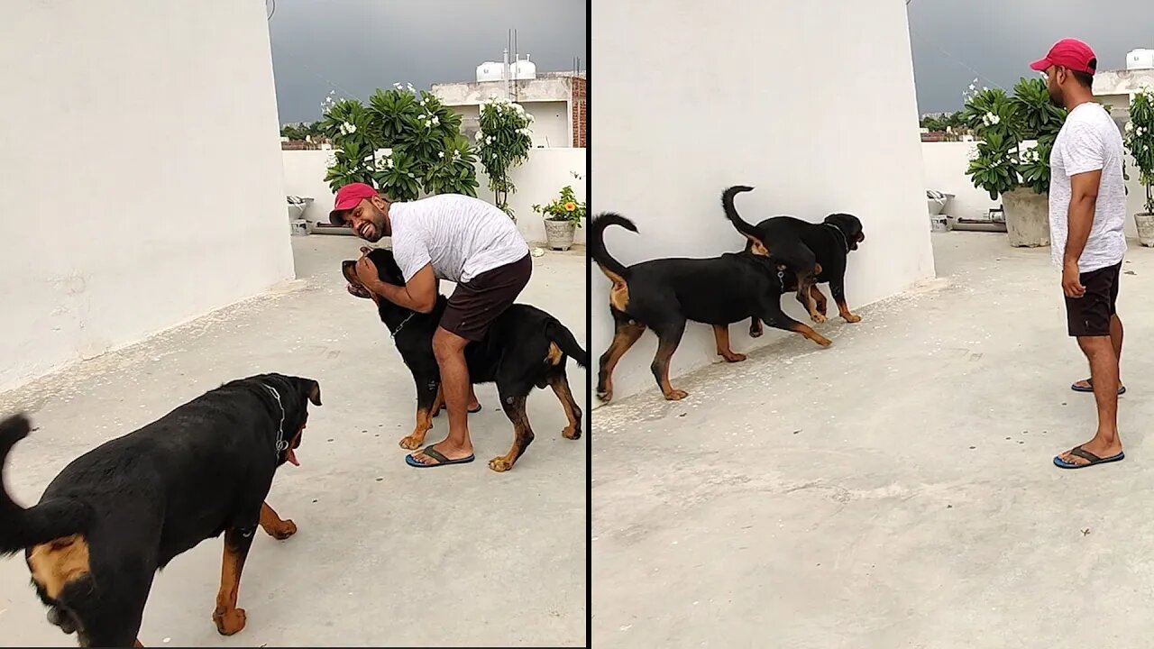 Rottweiler is best guard Dog with naughty activities || Mr.Bolt
