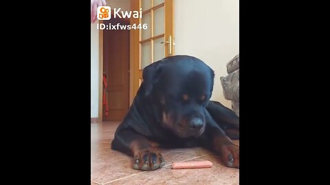 #adestramento #dog #pets #cachorro