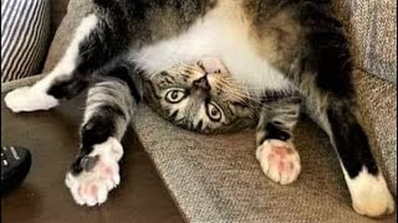 Best Funny Animal Videos 2023 - Funniest Cats And Dogs Video - Part - 18