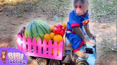 Farmer BiBi helps dad harvest fruits