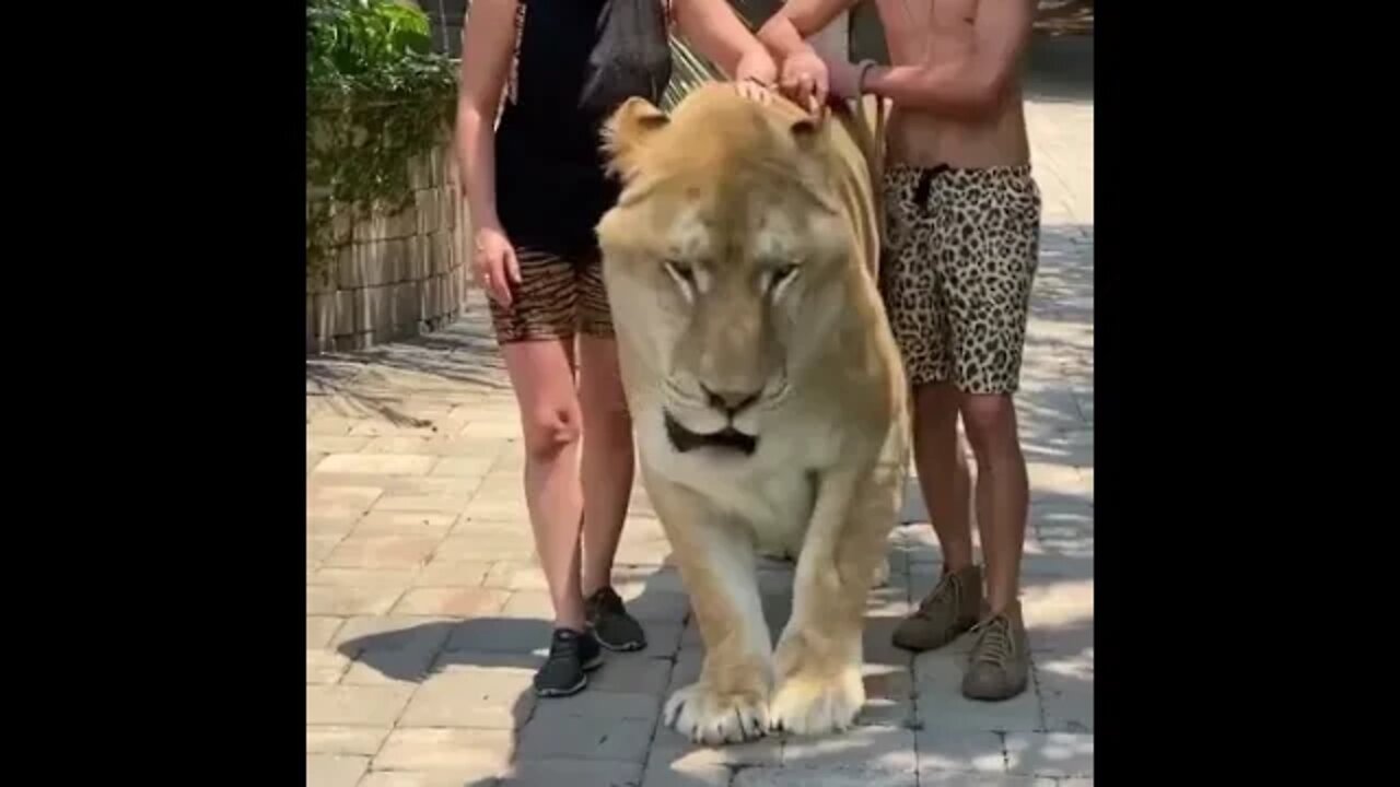 Huge Liger (Tiger and Lion) - Daily Dose of Nature