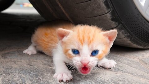 OMG So Cute Cats | Best Funny Cat Videos 2021/22