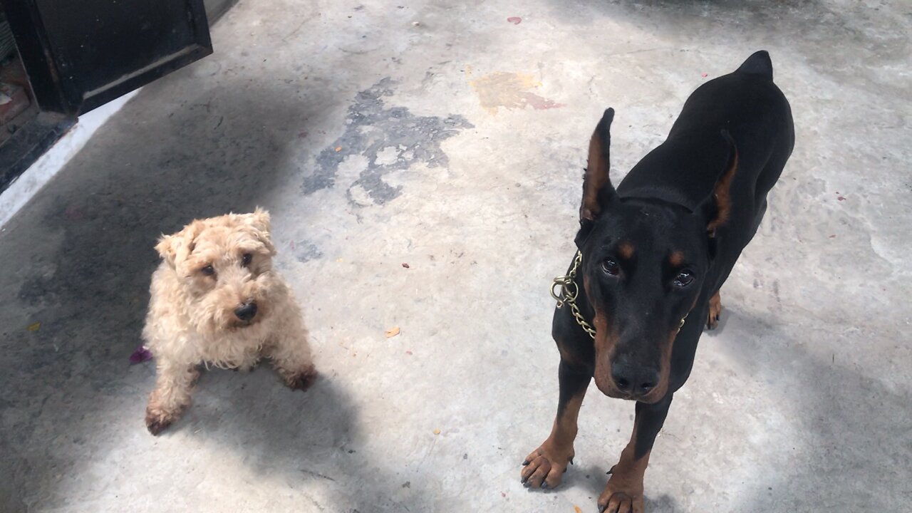 Oscar POTUS and Doberman SS