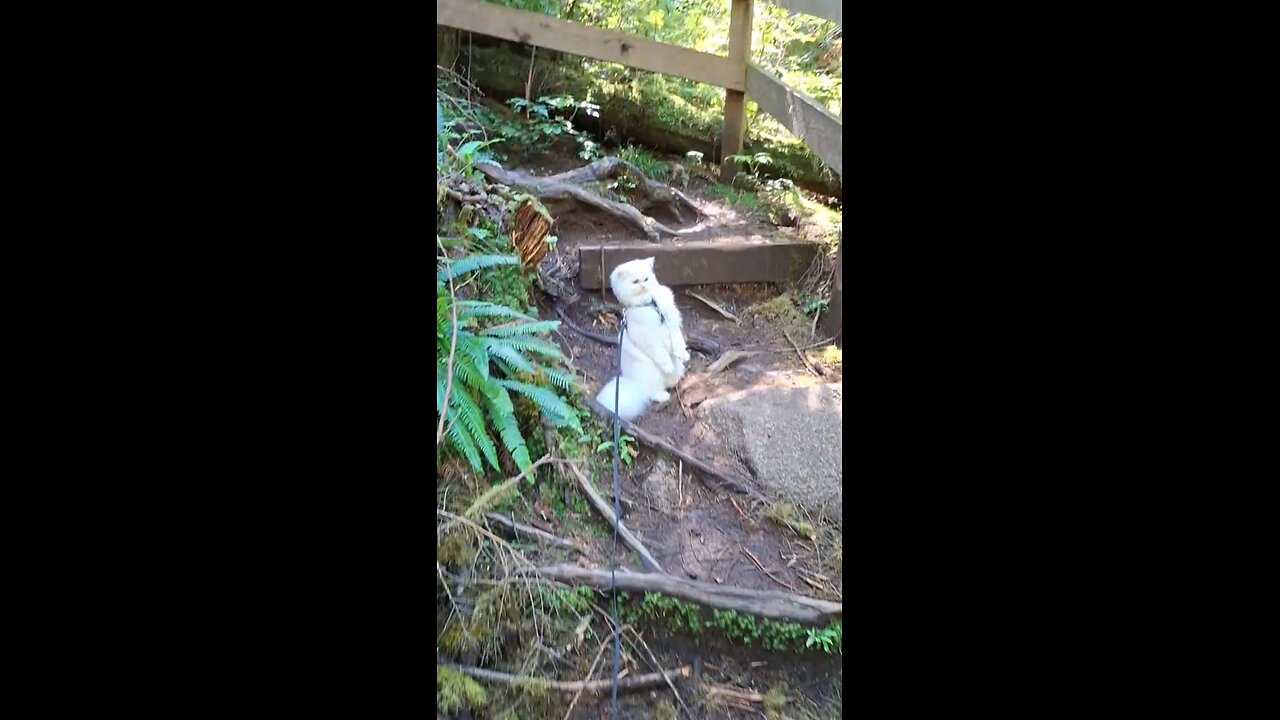 Cute Cat Standing on Back Legs