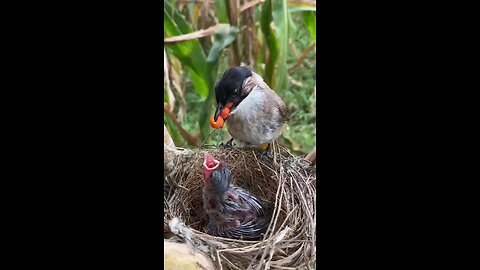 mother feed her baby