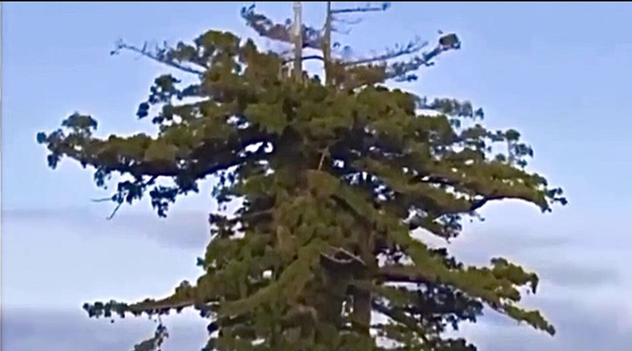 HYPERION - The tallest tree in the world at 380ft. - Discovered in 2006 - Redwoods National Park