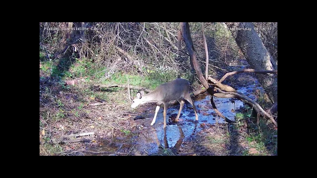 Button Buck in stream