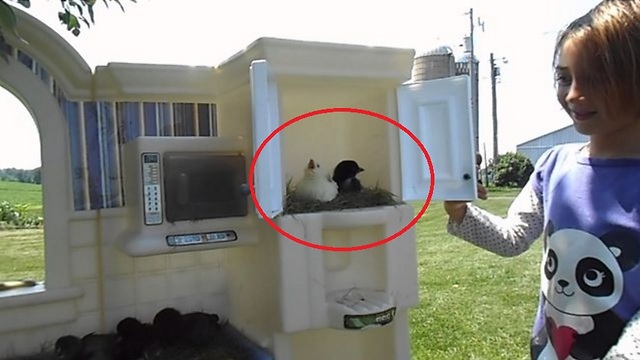 This Little Girl Made Bird Apartments In Her Toy Kitchen