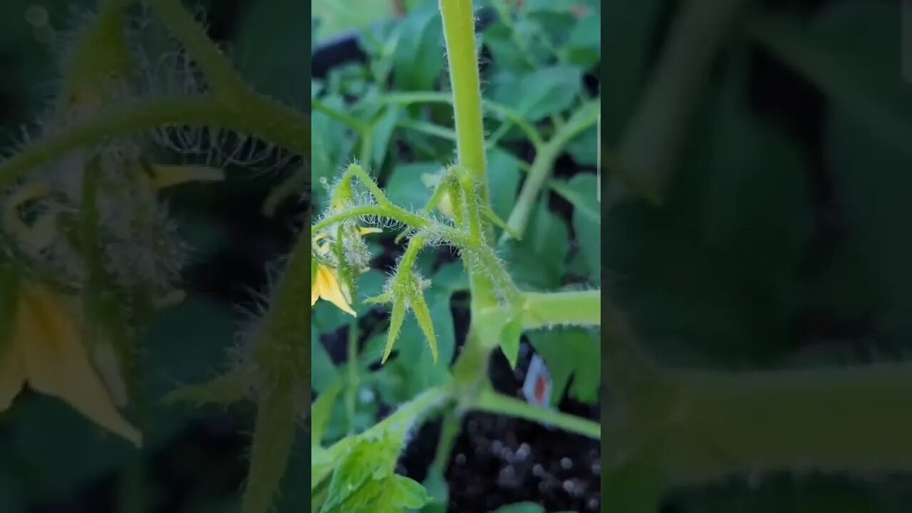 Future Tomato Sauce on the Homestead