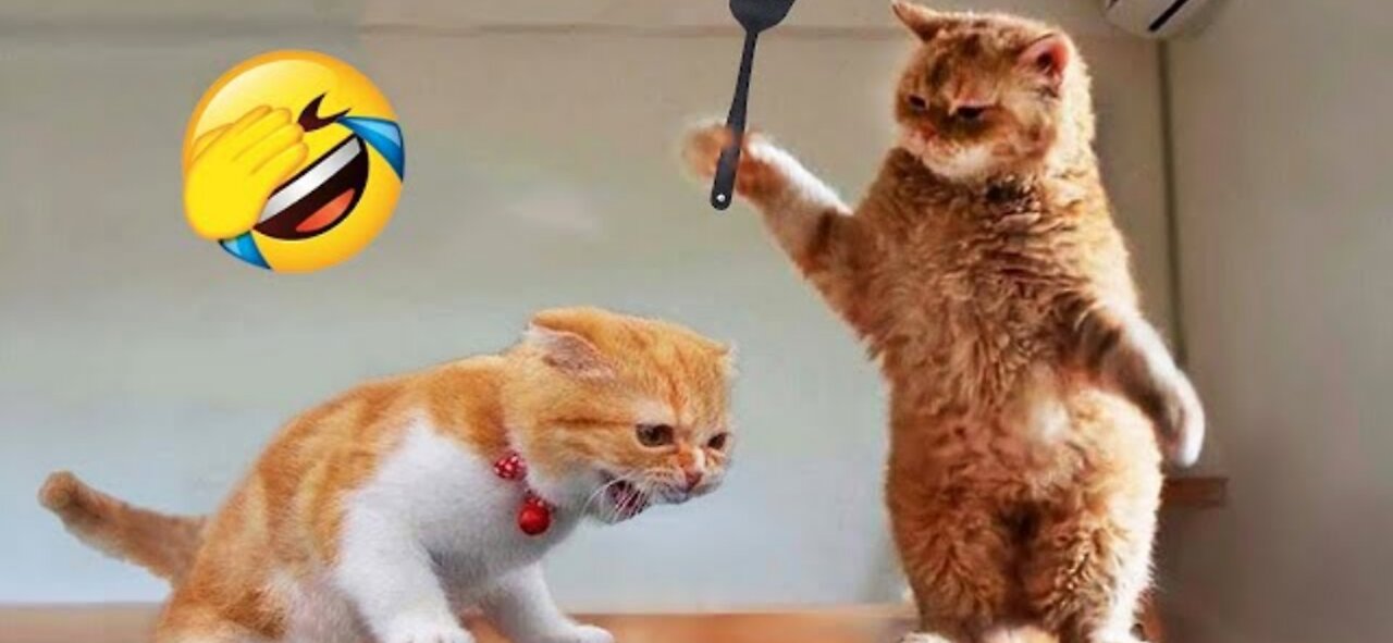 New trending funny 🤣 videos 2023 ! Best cat 🐈😺 action scenes