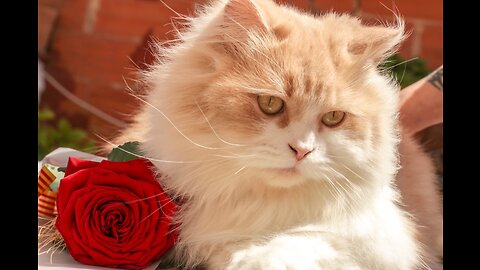 Animals funny videos