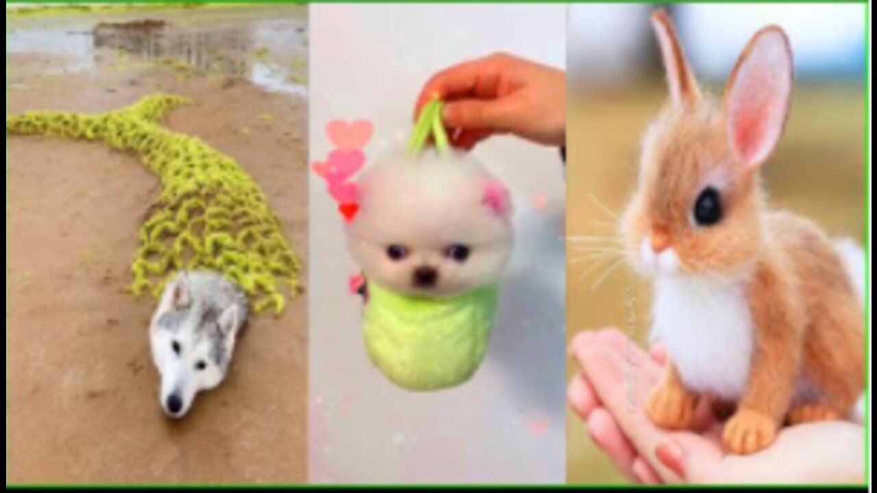 unny and Cute Dog Pomeranian 😍🐶| Funny Puppy Videos #3