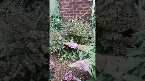 Butterflies mating