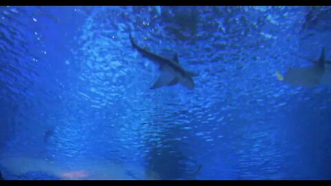 Underwater life of a coral reef Sharks, rays and other fish Large aquarium