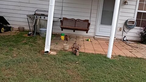 j litter- outside playtime(2)