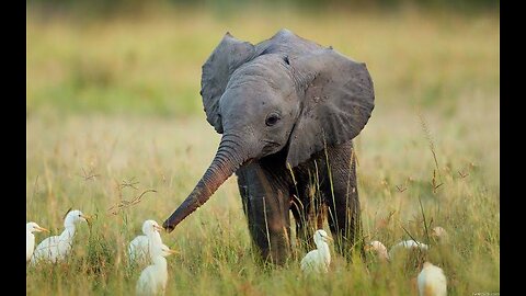 Baby Elephant Tries to Scare Tourists