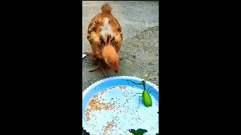 animals funny video