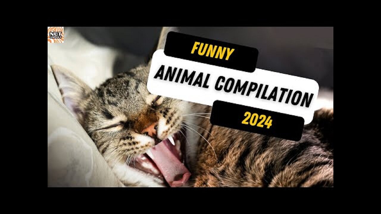 TRY NOT TO LAUGH Challenge： Ultimate Funny Animals 2024 Edition! 🐾🐶🐱