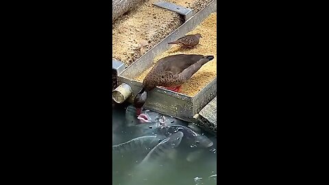 Duck sharing food