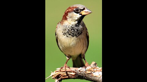 Sparrow