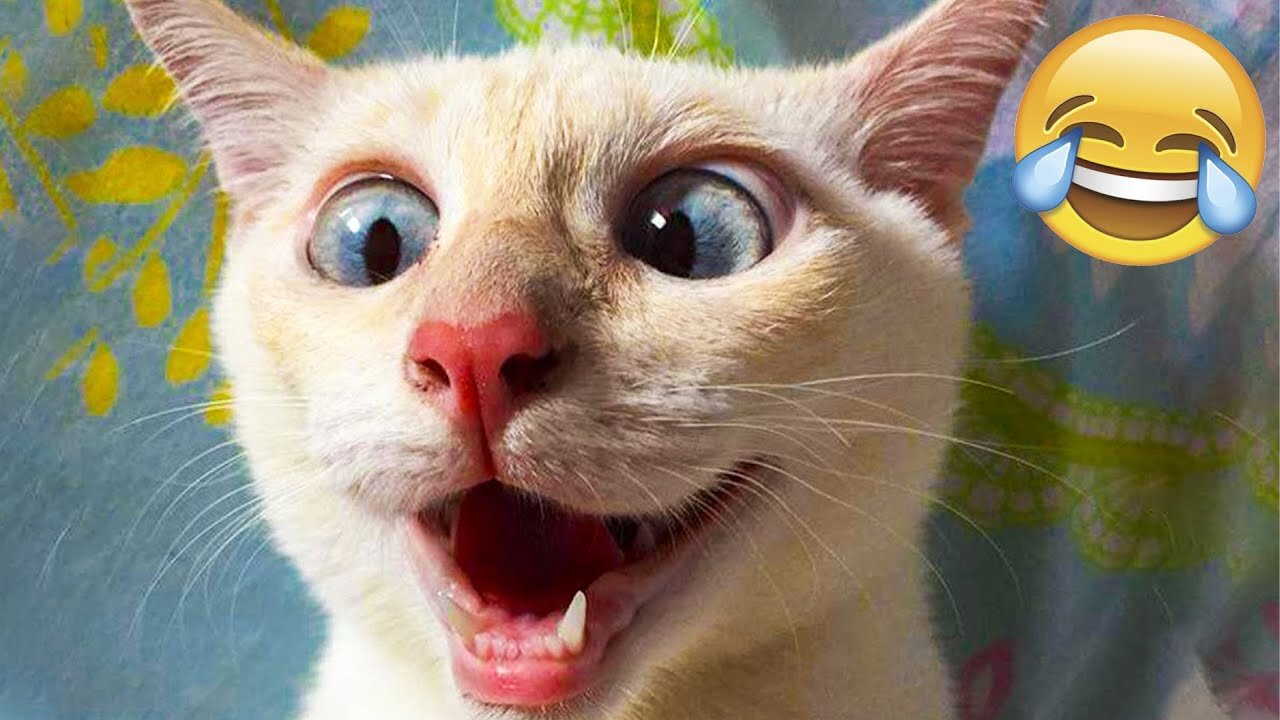 Funny Cat Videos Compilation that will make your day # 3