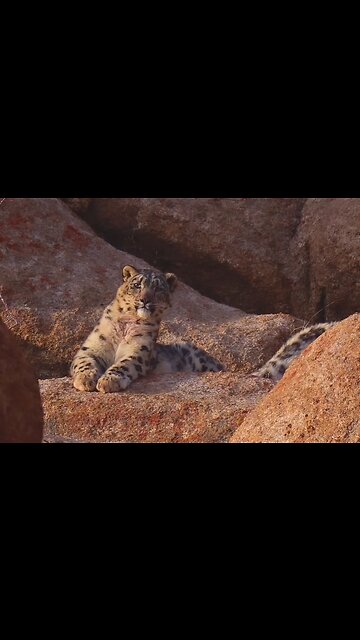 See snow leopard❄️🌨️