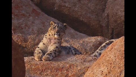 See snow leopard❄️🌨️