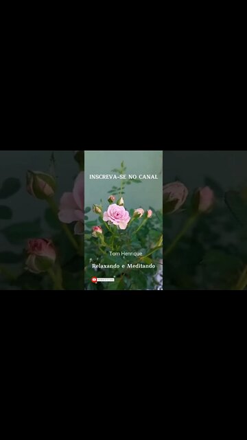 ALIVIE A INSÔNIA COM ESSA MÚSICA RELAXANTE MARAVILHOSA E ESSA BELÍSSIMA ROSA MENINA. #relax #shorts