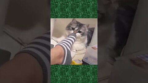 FUNNY DOGS AND CATS SHORTS