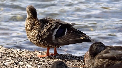 CatTV: duck cleaning shore 2