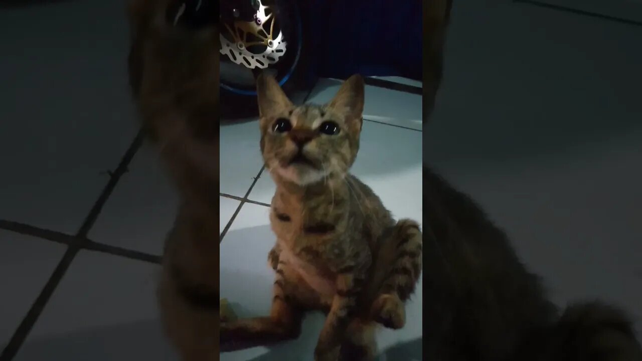 Kucing Mandi sendiri