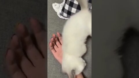 Videos engraçados de cachorro e gato #animais #gatos #cachorros #animaisshow #funny #shorts